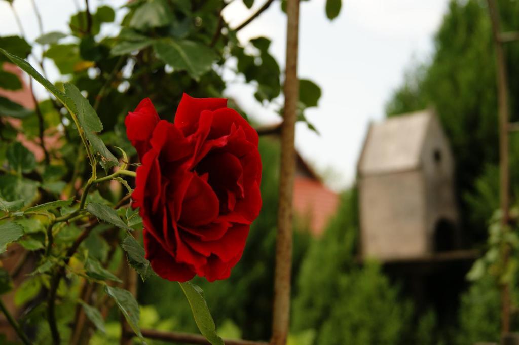 Apartamenty Nadedworce Kazimierz Dolny Cameră foto